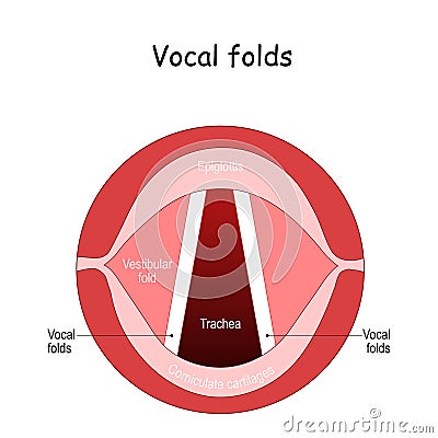 Vocal folds. The Human Voice Vector Illustration