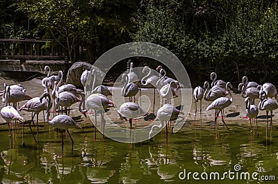 A flock of white flamingos with pink feathers stands in the water, escaping the heat under the bright sun. Stock Photo