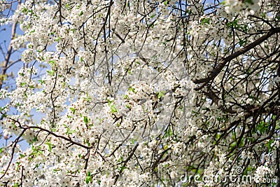 The voice of spring against the background of flowering fruit trees, reviving after a winter sleep Stock Photo