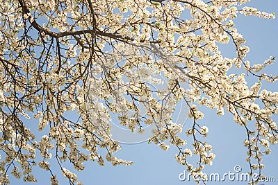 The voice of spring against the background of flowering fruit trees, reviving after a winter sleep Stock Photo