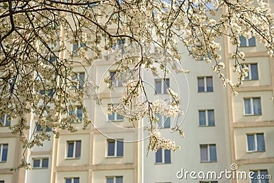 The voice of spring against the background of flowering fruit trees, reviving after a winter sleep Stock Photo