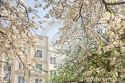 The voice of spring against the background of flowering fruit trees, reviving after a winter sleep Stock Photo