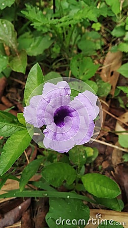 Voilet flower siraha madar nep Stock Photo