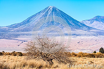 Volcan Licancabur and a nice tree Stock Photo