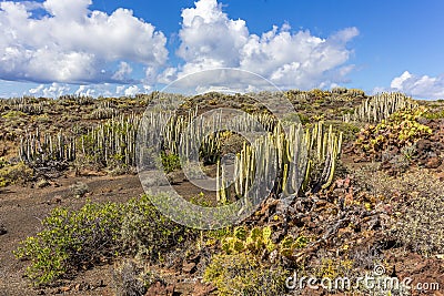 Volcanic desert landscape with cactuses and mountains, Canary Islands, Spain Stock Photo