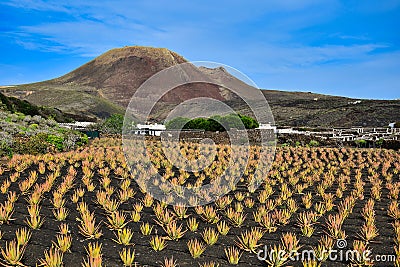 A volcanic landscape with a farm and a field with Aloe vera in front. Lanzarote , Spain Stock Photo