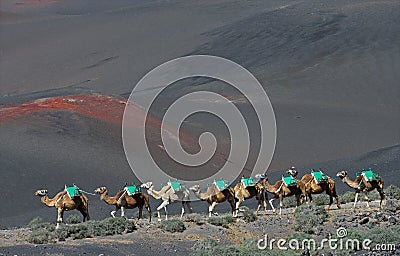 Volcanic landscapes of Lanzarote with camels Stock Photo