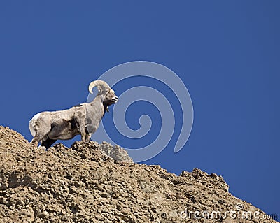 Volcanic rock and Bighorn Ram Stock Photo