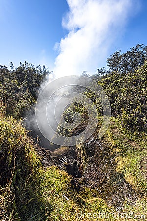 Volcanic Steam Vent in Hawaii Stock Photo