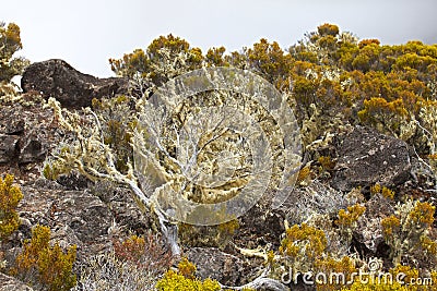 Volcanic vegetation on high altitude Stock Photo