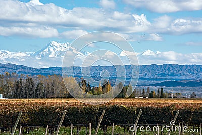 Volcano Aconcagua Cordillera and Vineyard in the Argentine province of Mendoza Stock Photo