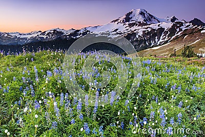 Volcano and blue flowers at sunrise Stock Photo