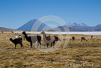 Volcano El Misti and volcano Nevado Chachani Stock Photo