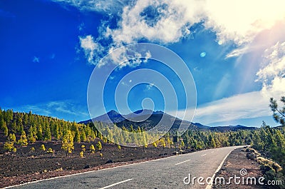 Volcano El Teide, Tenerife National Park. Pine forest and road across lava rocks in El Teide National park. Stock Photo