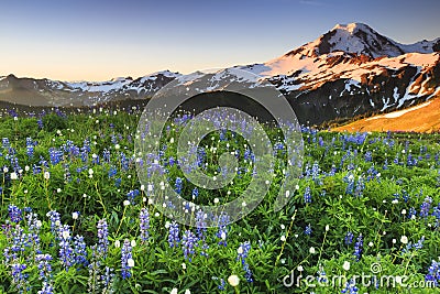 Volcano and flowers Stock Photo