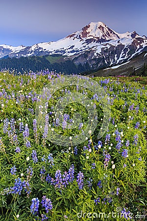 Volcano and flowers at sunset Stock Photo