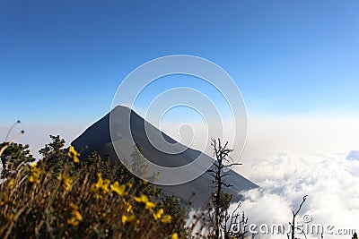 Volcano fuego covered in clouds with flowers in the forground Stock Photo