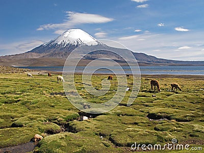 Volcano Parinacota and alpacas grazing in Chile Stock Photo