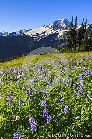 Volcano and purple flowers Stock Photo