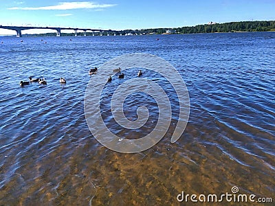 Volga river and highway bridge with ducks in Kostroma, Russia Stock Photo