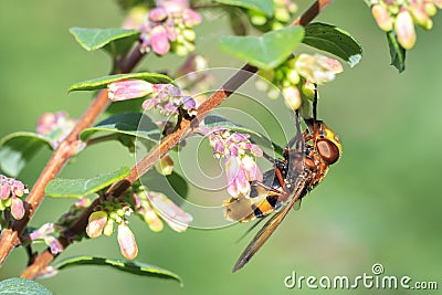 Volucella zonaria, hornet mimic hoverfly Stock Photo