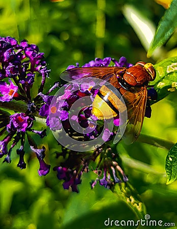 Volucella zonaria - Hoverfly macro on purple butterfly bush Stock Photo