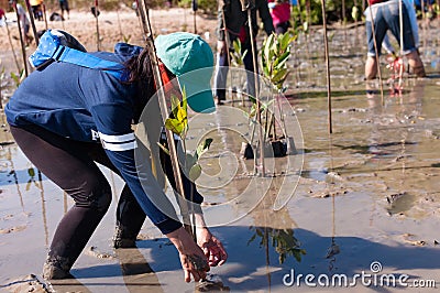 Volunteer plant young mangrove trees at the swamps nearby Saphan Hin public park Editorial Stock Photo