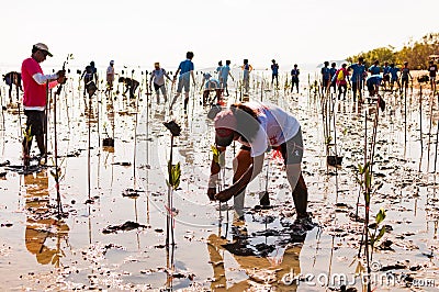 Volunteer plant young mangrove trees at the swamps nearby Saphan Hin public park Editorial Stock Photo