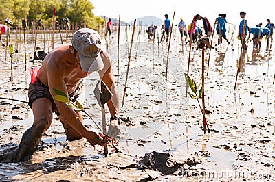 Volunteer plant young mangrove trees at the swamps nearby Saphan Hin public park Editorial Stock Photo