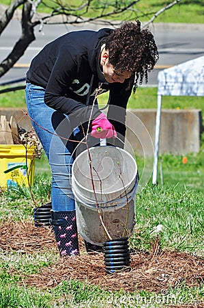 Volunteer Watering Tree During Planting Riparian Restoration Project Editorial Stock Photo