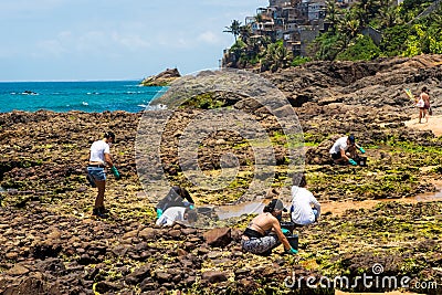 Volunteers remove black oil from the Rio Vermelho beach spilled by a ship in the Brazilian sea Editorial Stock Photo