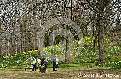 Volunteers and visitors at Daffodil Hill in Cleveland Editorial Stock Photo