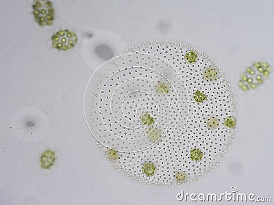 Volvox is genus of chlorophyte green algae Stock Photo