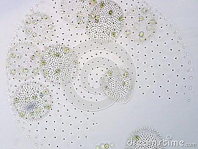 Volvox is genus of chlorophyte green algae Stock Photo