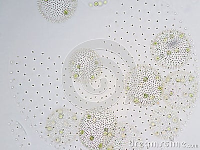 Volvox is genus of chlorophyte green algae Stock Photo