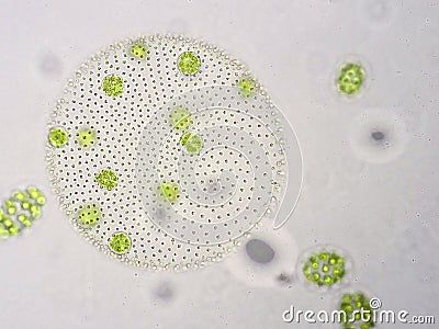 Volvox is genus of chlorophyte green algae Stock Photo