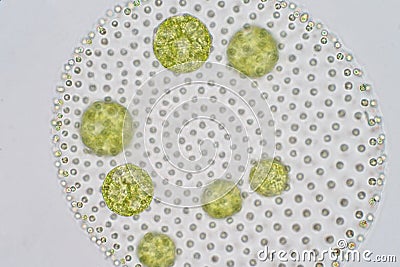 Volvox is a polyphyletic genus of chlorophyte green algae or phytoplankton. Stock Photo