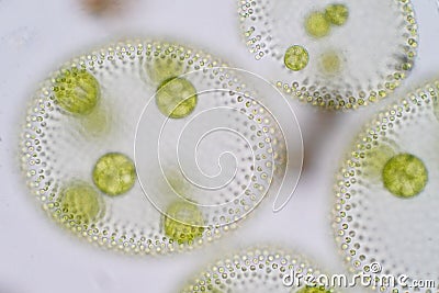 Volvox is a polyphyletic genus of chlorophyte green algae or phytoplankton. Stock Photo