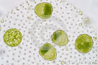 Volvox is a polyphyletic genus of chlorophyte green algae or phytoplankton. Stock Photo