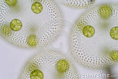 Volvox is a polyphyletic genus of chlorophyte green algae or phytoplankton. Stock Photo