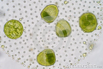 Volvox is a polyphyletic genus of chlorophyte green algae or phytoplankton Stock Photo