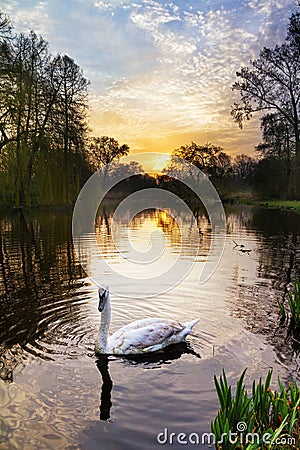 Vondelpark swan Stock Photo