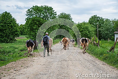 Voroblevychi village, Drohobych district, Western Ukraine - April 14, 2019 Shepherd leads herd of cows home from the pasture Editorial Stock Photo