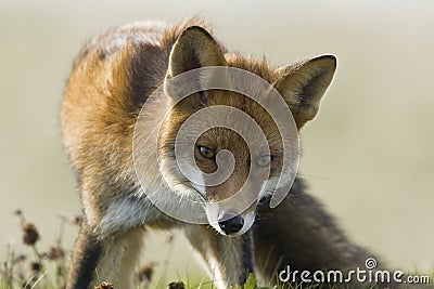 Vos, Red Fox, Vulpes vulpes Stock Photo
