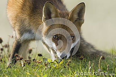 Vos, Red Fox, Vulpes vulpes Stock Photo