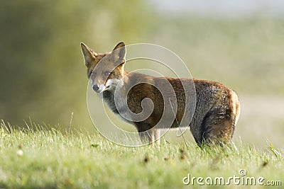 Vos, Red Fox, Vulpes vulpes Stock Photo