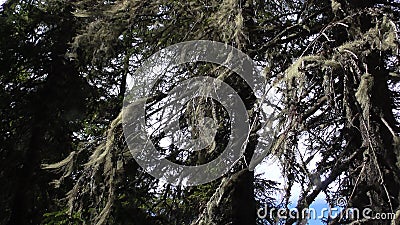 Vottovaara Karelia - fir tree with witch`s broom Stock Photo