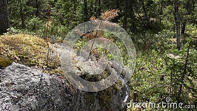 Vottovaara Karelia - small pine grows on the stone Sade Stock Photo