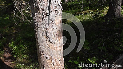 Vottovaara Karelia - twist the trunk of the tree Stock Photo