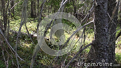Vottovaara Karelia - witch`s brooms on the tree Stock Photo